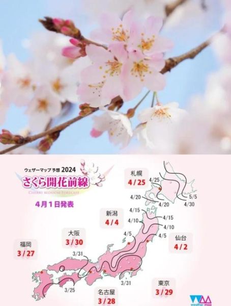 日本旅游最佳季节_日本樱花什么时候开-第1张图片-星辰妙记