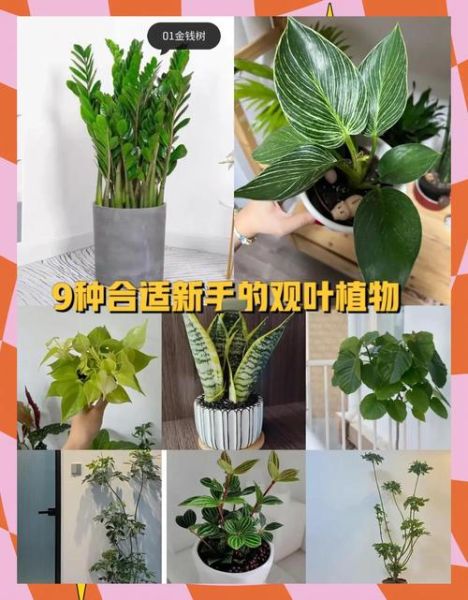 植物怎么养才能不黄叶_适合新手养的植物有哪些-第1张图片-星辰妙记