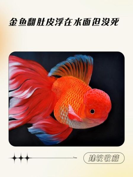 孕妇梦见金鱼死了_梦见金鱼死了预示什么-第2张图片-星辰妙记