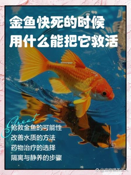 孕妇梦见金鱼死了_梦见金鱼死了预示什么-第1张图片-星辰妙记