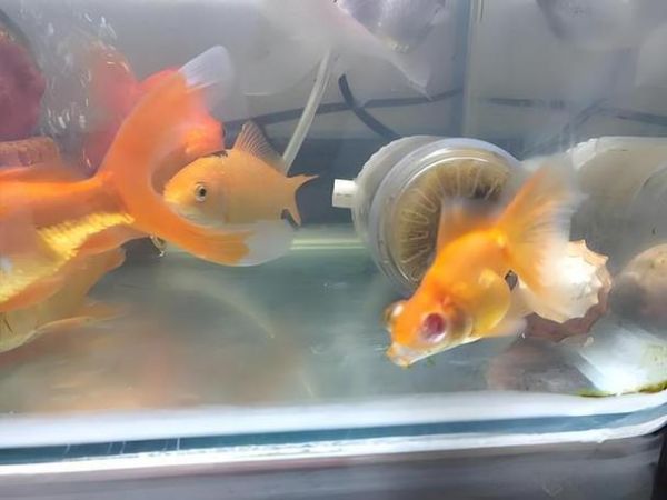 孕妇梦见金鱼死了_梦见金鱼死了预示什么-第3张图片-星辰妙记