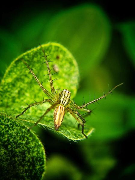 微距镜头适合拍什么_微距镜头拍摄题材推荐-第2张图片-星辰妙记