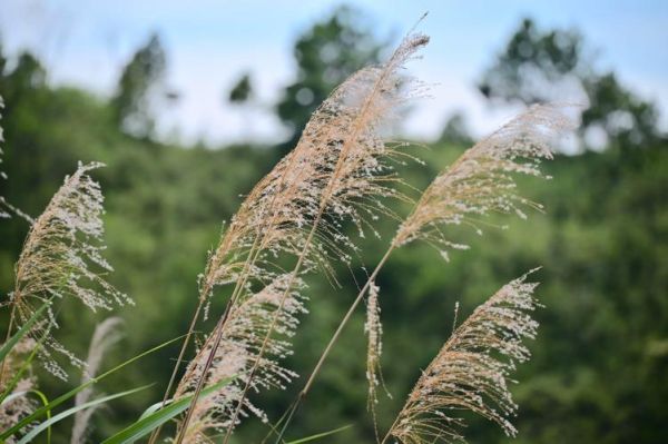 尼康18-200镜头值得买吗_旅游摄影实拍体验-第3张图片-星辰妙记