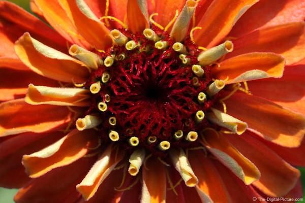 佳能红色镜头怎么样_佳能红圈镜头推荐-第1张图片-星辰妙记