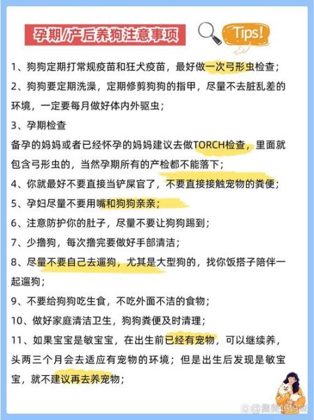 孕妇能碰狗吗_怀孕养狗注意事项-第1张图片-星辰妙记
