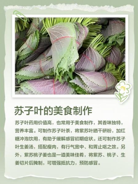 孕妇可以吃苏子叶吗_苏子叶对孕妇的好处与禁忌-第3张图片-星辰妙记