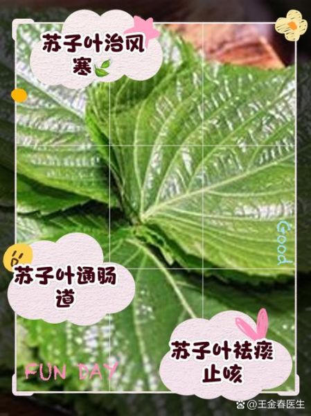 孕妇可以吃苏子叶吗_苏子叶对孕妇的好处与禁忌-第2张图片-星辰妙记