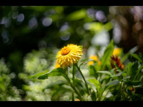 焦外好的镜头推荐_如何挑选奶油般虚化-第2张图片-星辰妙记