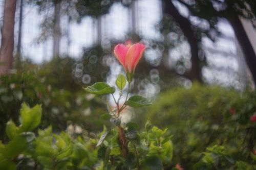 什么是雨果梅耶镜头_雨果梅耶镜头怎么使用-第2张图片-星辰妙记