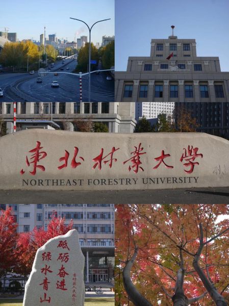 黑龙江林业大学怎么样_黑龙江林业大学专业排名-第2张图片-星辰妙记
