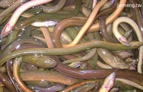 孕妇梦见被黄鳝咬_梦见黄鳝咬自己是什么意思-第1张图片-星辰妙记