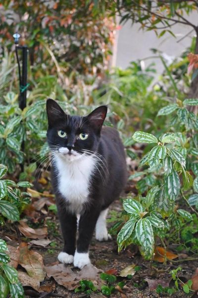 218镜头适合拍什么_218镜头画质怎么样-第2张图片-星辰妙记 218镜头适合拍什么_218镜头画质怎么样-第2张图片-星辰妙记