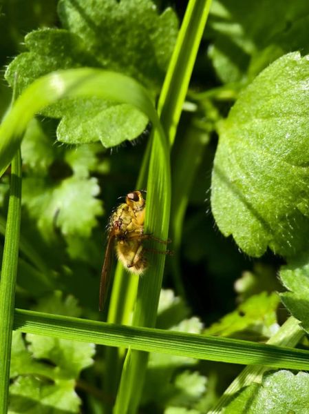 最强微距镜头推荐_如何选微距镜头-第3张图片-星辰妙记
