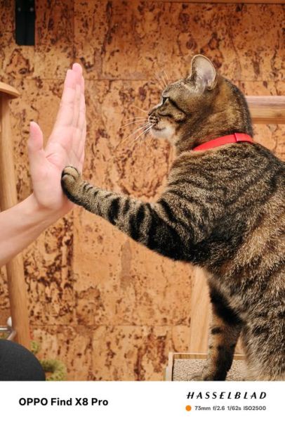 猫咪为什么掏镜头_如何阻止猫抓相机-第1张图片-星辰妙记 猫咪为什么掏镜头_如何阻止猫抓相机-第1张图片-星辰妙记