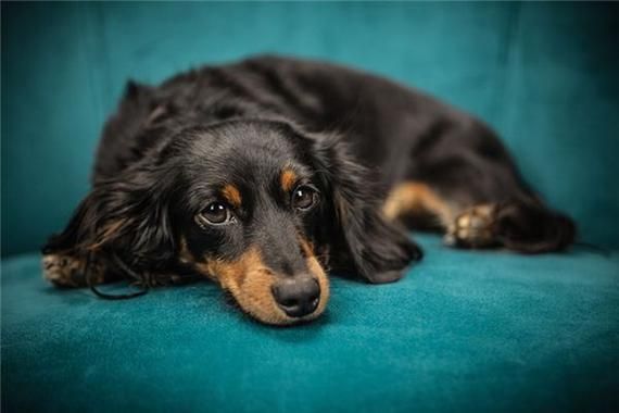 孕妇梦见黑狗是什么意思_孕妇梦见黑狗是生男生女-第1张图片-星辰妙记