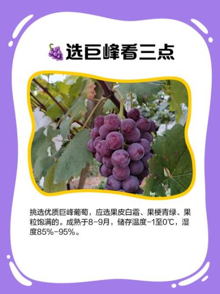 孕妇可以吃巨峰葡萄吗_巨峰葡萄对胎儿有影响吗-第1张图片-星辰妙记