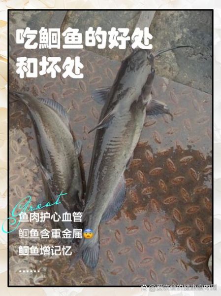 孕妇能吃鮰鱼吗_鮰鱼对孕妇的好处与禁忌-第1张图片-星辰妙记 孕妇能吃鮰鱼吗_鮰鱼对孕妇的好处与禁忌-第1张图片-星辰妙记