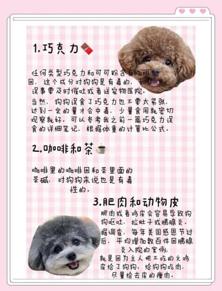 孕妇狗吃什么好_孕期狗狗注意事项-第3张图片-星辰妙记