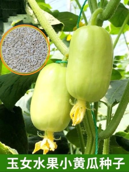 孕妇梦到甜瓜是什么意思_孕妇梦见甜瓜生男生女-第3张图片-星辰妙记