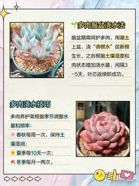 多肉植物怎么养_多肉多久浇一次水-第1张图片-星辰妙记