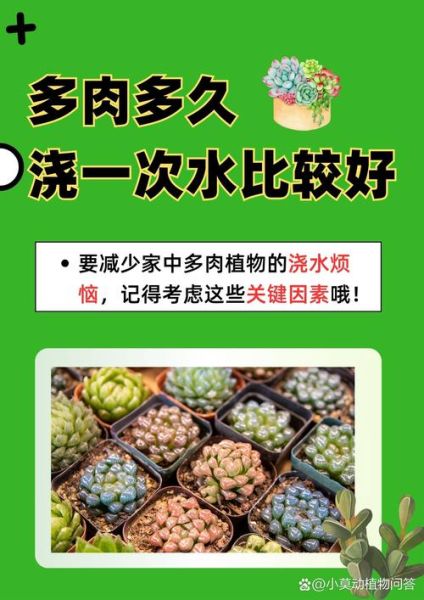 多肉植物怎么养_多肉多久浇一次水-第3张图片-星辰妙记
