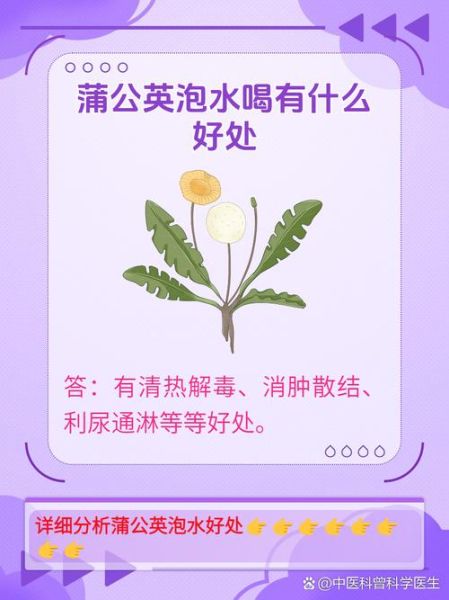 孕妇喝蒲公英水安全吗_孕妇喝蒲公英水有哪些好处-第1张图片-星辰妙记