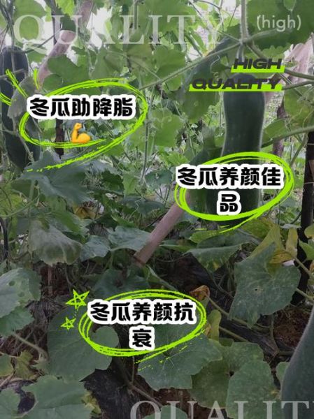 孕妇可以吃冬瓜吗_冬瓜对胎儿有影响吗-第2张图片-星辰妙记