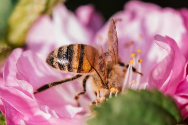 微距镜头怎么选_微距镜头拍什么最好看-第1张图片-星辰妙记