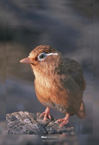 打鸟用什么镜头_打鸟镜头推荐-第3张图片-星辰妙记