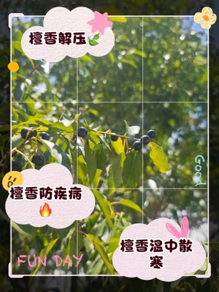 檀香孕妇可以闻吗_孕妇闻檀香对胎儿有影响吗-第1张图片-星辰妙记