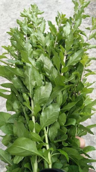 孕妇能吃枸杞叶吗_枸杞叶对胎儿有影响吗-第1张图片-星辰妙记