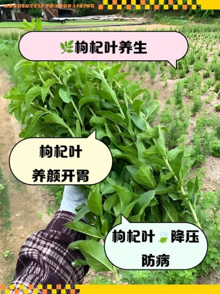 孕妇能吃枸杞叶吗_枸杞叶对胎儿有影响吗-第2张图片-星辰妙记