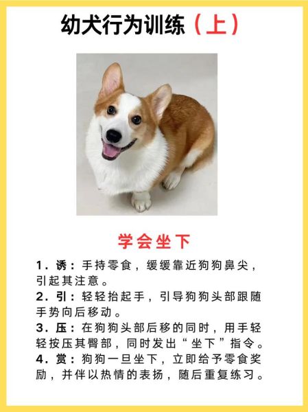 我家的小狗怎么训练_适合新手的小狗训练技巧-第2张图片-星辰妙记 我家的小狗怎么训练_适合新手的小狗训练技巧-第2张图片-星辰妙记