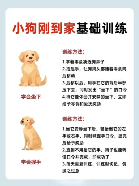 我家的小狗怎么训练_适合新手的小狗训练技巧-第1张图片-星辰妙记 我家的小狗怎么训练_适合新手的小狗训练技巧-第1张图片-星辰妙记