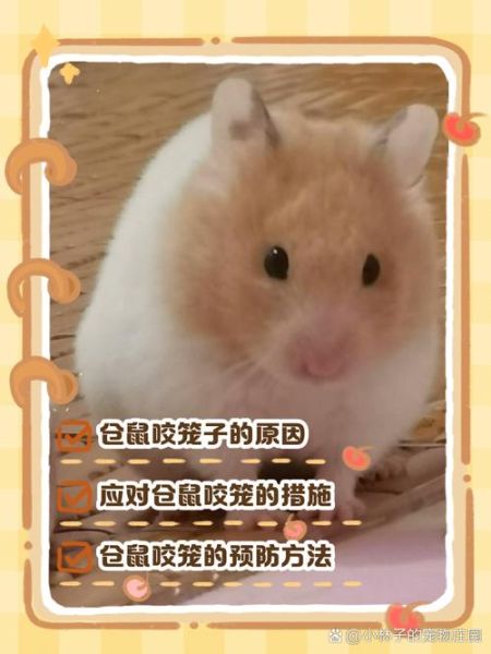 仓鼠为什么咬笼子_仓鼠咬笼子怎么办-第3张图片-星辰妙记 仓鼠为什么咬笼子_仓鼠咬笼子怎么办-第3张图片-星辰妙记