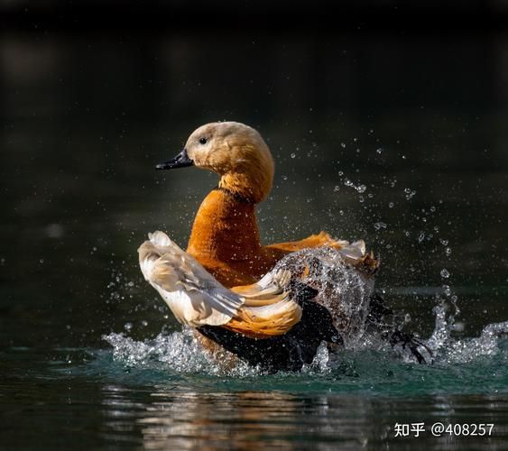 拍动物的镜头怎么选_动物摄影用什么焦段-第3张图片-星辰妙记