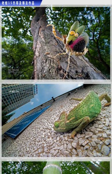 广角移轴镜头怎么选_广角移轴镜头适合拍什么-第2张图片-星辰妙记