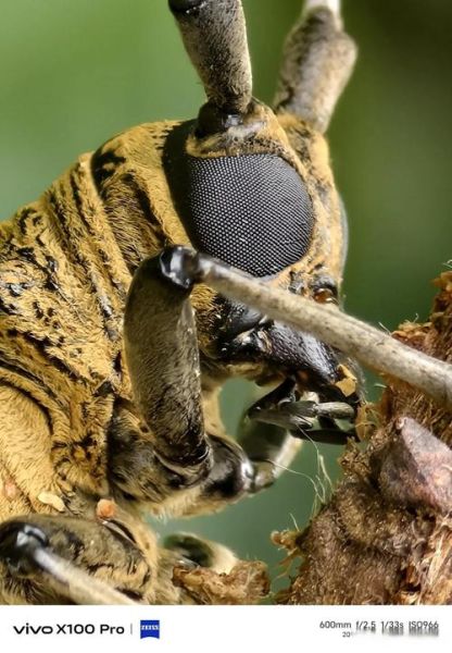 复眼镜头是什么_复眼镜头优缺点-第2张图片-星辰妙记 复眼镜头是什么_复眼镜头优缺点-第2张图片-星辰妙记