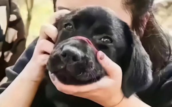 佳能狗头镜头值得买吗_适合拍什么题材-第3张图片-星辰妙记