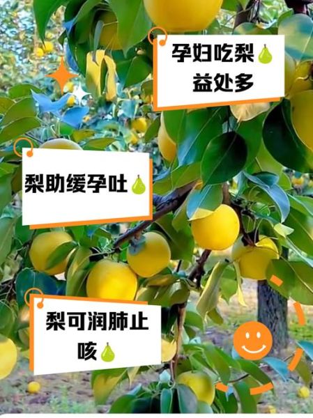 孕妇能吃梨子吗_孕期吃梨的注意事项-第2张图片-星辰妙记
