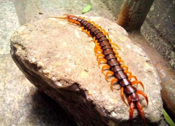 孕妇梦见蜈蚣是什么预兆_孕妇梦见蜈蚣生男生女-第1张图片-星辰妙记