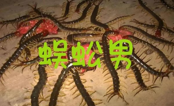 孕妇梦见蜈蚣是什么预兆_孕妇梦见蜈蚣生男生女-第2张图片-星辰妙记