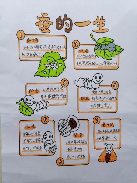 蚕的生命周期_蚕为什么吐丝-第2张图片-星辰妙记