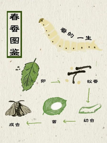 蚕的生命周期_蚕为什么吐丝-第3张图片-星辰妙记