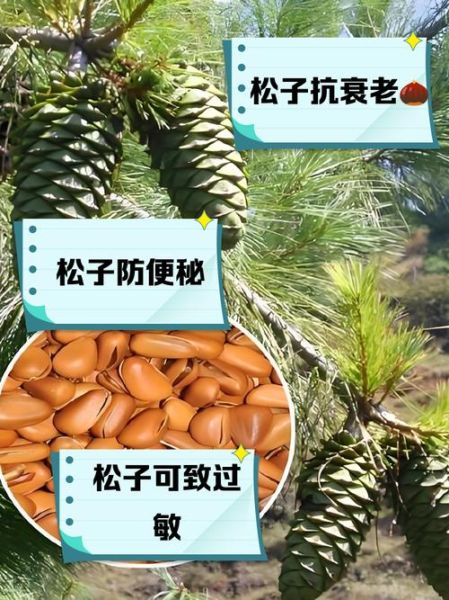 孕妇吃松子对胎儿好吗_孕妇吃松子有什么好处-第1张图片-星辰妙记