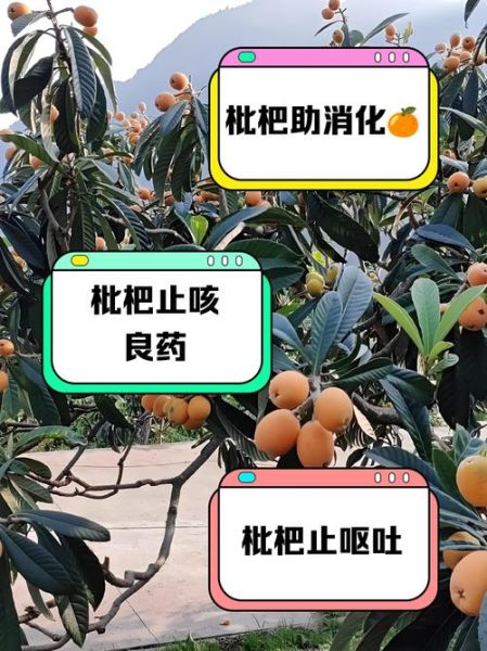 孕妇可以空腹吃枇杷吗_枇杷对孕妇的利弊-第2张图片-星辰妙记