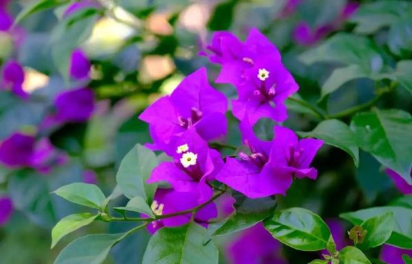 变焦镜头怎么拍背景虚化_变焦镜头虚化效果好吗-第2张图片-星辰妙记