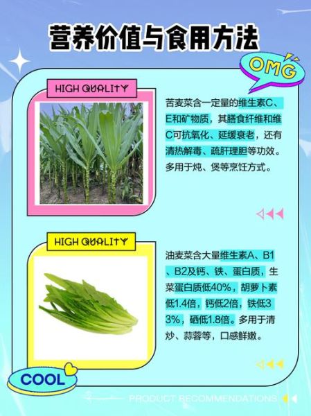 孕妇吃苦麦菜怎么办_对胎儿有影响吗-第3张图片-星辰妙记