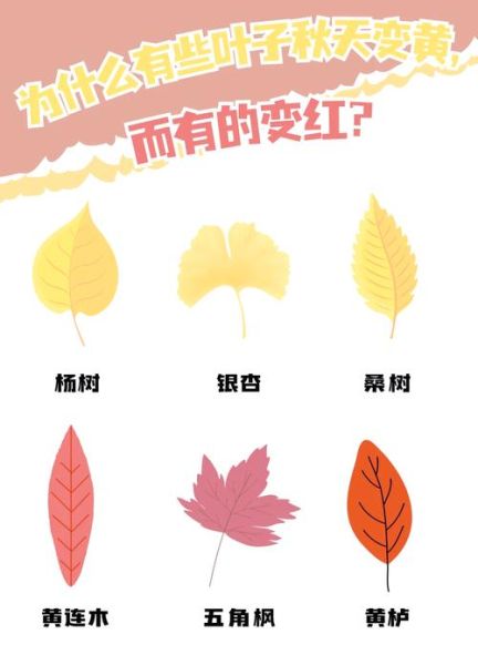 树叶为什么会变色_树叶的秘密有哪些-第1张图片-星辰妙记 树叶为什么会变色_树叶的秘密有哪些-第1张图片-星辰妙记