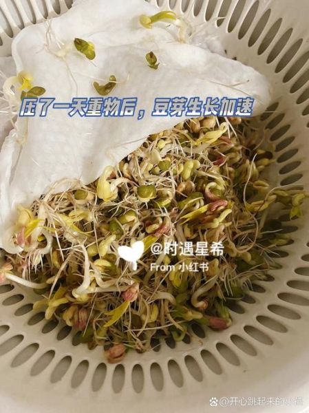 孕妇能吃绿豆芽吗_绿豆芽对胎儿有影响吗-第3张图片-星辰妙记